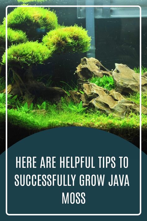 Java moss can grow out of the water if the conditions are right. Learn how you can grow java moss out of water and problems it can face out of water. #aquaticplant #aquariumplant #javamoss Java Moss, Freshwater Plants, Low Water Plants, Types Of Moss, Small Water Features, Moss Plant, Floating Garden, Easy Plants To Grow, Floating Plants