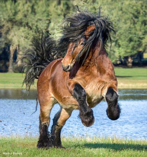 Draft Horse Breeds, Largest Horse Breed, Faster Horses, Beautiful Horses Photography, Draft Horse, Mini Horse, Most Beautiful Horses, Majestic Horse, Super Cute Animals