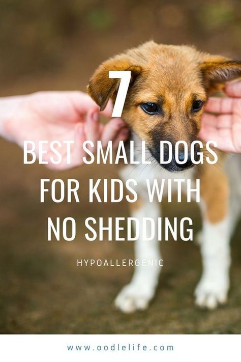 7 Best Small Dogs for Kids No Shedding! Small Breed Dogs That Dont Shed, No Shedding Dogs Breeds, Toy Dogs Breeds, Best Family Dogs That Dont Shed, Best Dog Breeds For Families, Dogs That Dont Shed, Small Dog Breeds Low Maintenance, Small Dogs That Dont Shed, Good Pets For Kids