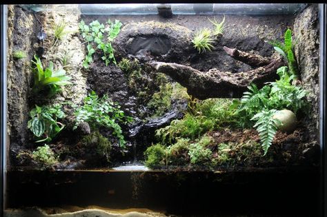 Paludarium for geosesarma crabs. Build log includes hardscaping with eggcrate and great stuff, plumbing using canister filter, and huge plant list with lots of epiphytes and orchid species. Paludarium Shelf, Vertical Paludarium, Salamander Paludarium, Cube Paludarium, Dart Frog Terrarium, 10 Gallon Fish Tank, Dart Frog Vivarium, Bioactive Vivarium, Vampire Crab Paludarium