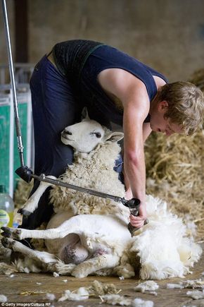 Shearing Sheep, Genetic Modification, Sheep Farming, Media Magazine, Sheep Crafts, Sheep Shearing, Summer Fair, Cattle Farming, Sheep Farm