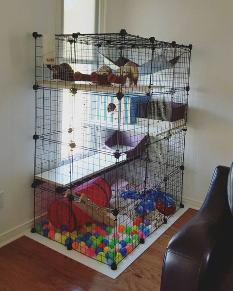 New cage for the fuzzies ☺ #ferret Ferret Diy, Rattus Rattus, Ferret Toys, Ferrets Care, Funny Ferrets, Ferret Cage, Rat Toys, Rat Cage, Pet Ferret