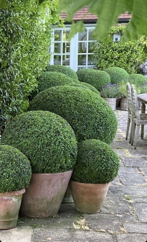 Outdoor Topiary, Boxwood Garden, Sacred Garden, Backyard Garden Layout, Courtyard Gardens Design, Extraordinary Design, Topiary Garden, Front Garden Design, Classic Garden