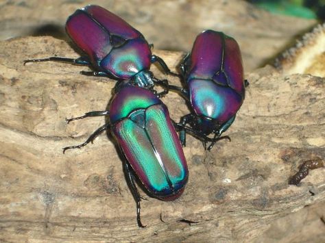 Flower beetles (Smaragdesthes africana oertzeni) | photo http://skipp.superforum.fr Beautiful Beetles, Flower Beetle, Weird Insects, Cool Insects, Cool Bugs, Outdoors Tattoo, Beetle Bug, Beautiful Bugs, Creepy Crawlies