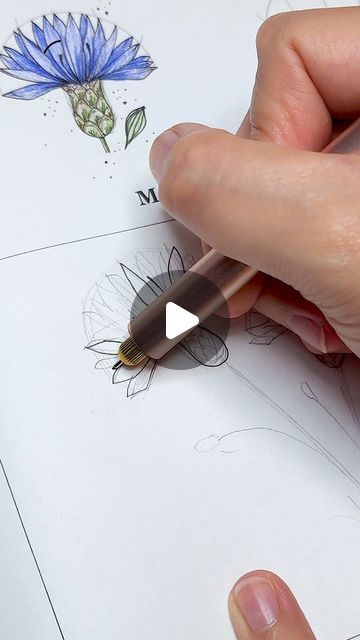 Cornflowers Drawing, Cornflower Drawing, Bullet Journal Tips, Journal Tips, Bullet Journal Hacks, Planning And Organizing, July 7, Drawing Practice, Bullet Journaling