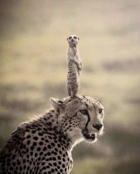 Photographer unknown Amazing Animal Pictures, Wild Animals Pictures, Animals Friendship, Majestic Animals, Cheetahs, Silly Animals, Cute Wild Animals, Wildlife Animals, Cute Animal Pictures