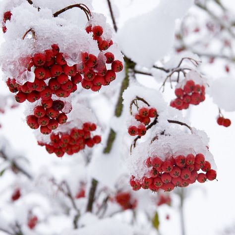 red | galuppi | Flickr Red On White Aesthetic, Red And White Astethic, Red Winter Aesthetic, Light Red Aesthetic, Christmas Aesthetic Red, White And Red Aesthetic, Red White Aesthetic, Red And White Aesthetic, Aesthetic Lovecore