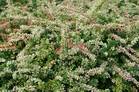 Sunjoy Sequins® - Barberry - Berberis thunbergii Images | Proven Winners Berberis Thunbergii, Proven Winners, Deciduous Trees, Trees And Shrubs, Garden Inspiration, House Plants, North America, Image Search, Plants