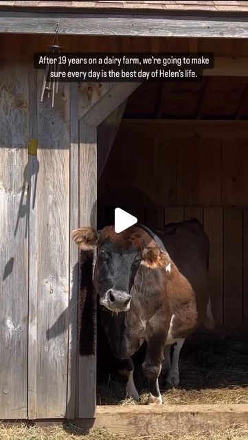 Uncle Neil's Home | 501(c)3 Farmed Animal + Cat Sanctuary Ⓥ on Instagram: "10 months ago today, we built Helen a paradise after surviving 19 years on a dairy farm ❤️ the only edit made to this original video is that we added a frame with her soulmate, Margaret 🐂🤎🐂 Everything holds true, that we will continue striving to make every single day of Helen’s [ and Margaret’s ] new life the best day they’ve ever had… May 6th is Helen’s 20th birthday and May 7th will be one year in sanctuary. What a magical year with the most magical soul 🪄 ✨ What’s your favorite thing about Helen and Margaret’s relationship? I think ours is the way that they’re always touching, no matter what." Mini Fluffy Cows, Funny Farm Animals, Cat Sanctuary, Fluffy Cows, Cow Farm, Dairy Farm, Animal Cat, Animal Sanctuary, Creative Pictures