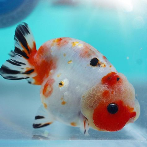 Thai Oranda Goldfish, Ranchu Fish, Fish Anatomy, Cute Goldfish, Beautiful Fishes, Battle Cruiser, Oranda Goldfish, Fancy Goldfish, Unusual Facts