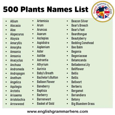 African Marigold, Plants Names, Leopard Plant, Gloriosa Daisy, Fire Lily, African Lily, Notebook Labels, Vocabulary English, Plant Names