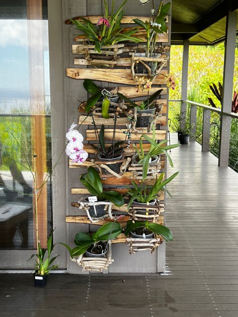 Orchid Wall, Outdoor Shelves, Koa Wood, Beautiful Orchids, Beautiful Lamp, Pet Home, Wood Slats, Horticulture, Botany