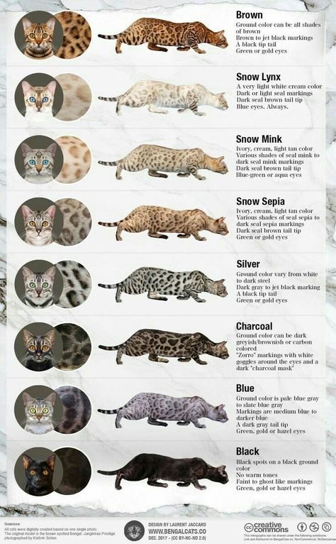 White Bengal Cat, Silver Bengal Cat, Bengal Cat Kitten, Ragdoll Kittens, Bengal Kitten, Söt Katt, Bengal Cats, Exotic Cats, Types Of Cats