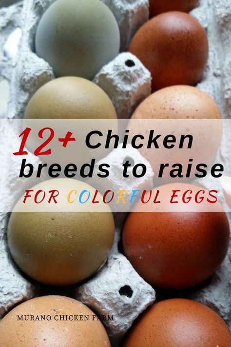 Chicken Breeds For Eggs, What To Feed Chickens, Chicken Egg Colors, Easter Eggers, Types Of Chickens, Chicken Keeping, Colored Eggs, Urban Chickens, Backyard Chicken Farming