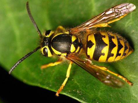 Yellowjacket. Ah hates these varmits! Yellow Jacket Bee, Yellow Jacket Wasp, Photography Notes, Nest Building, Bee Costume, Yellow Jackets, Central Valley, Yellow Jacket, Metal Yard Art