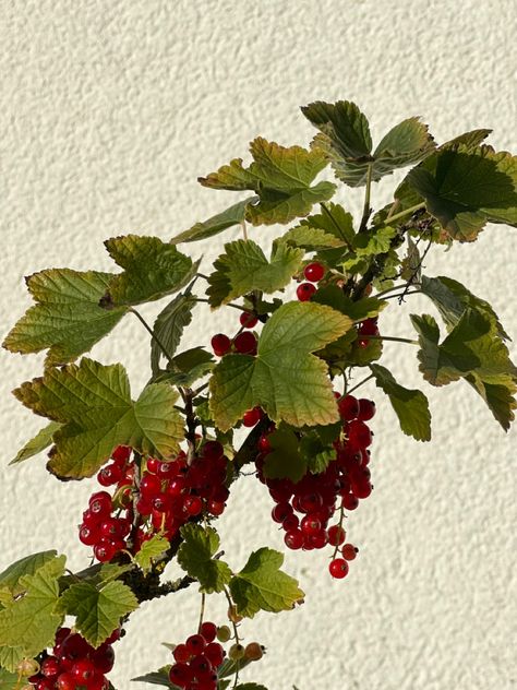 Summer Aesthetic Painting, Currant Plant, Berries Garden, Currant Berries, Midnight Summer, Country Aesthetic, Red Currant, Summer Mood, Brown Paper Bag