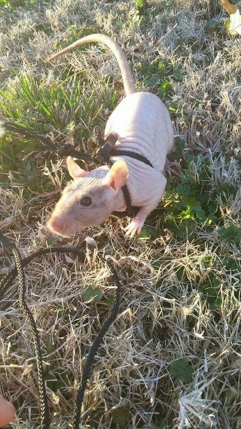 Walking the rat Rat Harness, Hairless Animals, Hairless Rat, Rat Dog, Dumbo Rat, Fancy Rat, Cute Rats, Mouse Rat, Pet Rats