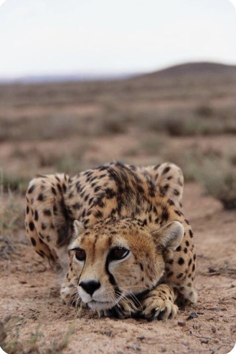 Regnul Animal, Pretty Animals, Cheetahs, Cute Wild Animals, Large Cats, African Animals, Wildlife Animals, Animal Planet, Fantastic Beasts