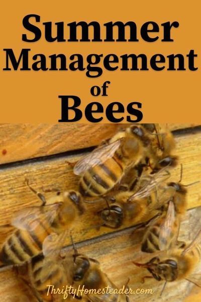 How to manage beehives during the warm summer months. A guide to everything you need for summer management of bees. Ideal for anyone who is interested in beekeeping. #bees #keepingbees #beekeeping #homestead #homesteading #homesteadingtipsforbeginners Bee Business, Backyard Bee, Beekeeping For Beginners, Bee Friendly Garden, Raising Bees, Easy Gardening, Bee Colony, Backyard Beekeeping, Healing Plants