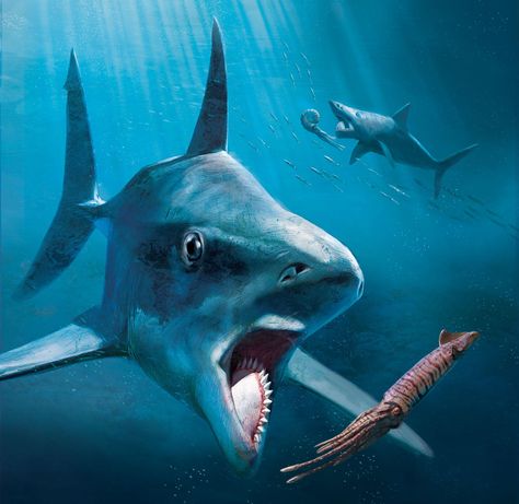 The sharklike Helicoprion lived 275 million years ago and could slice its prey in two with its buzz saw jaw. Harp Seal Pup, Skeleton Photo, Ancient Fish, Buzz Saw, Species Of Sharks, Prehistoric Wildlife, Seal Pup, Prehistoric Creatures, Prehistoric Animals