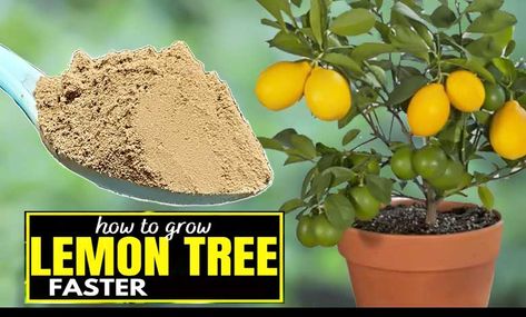 How to Grow Lemon Trees ‍Faster Easy Tips How To Propagate Lemon Tree, How To Grow A Lemon Tree From Cuttings, Plant A Lemon Tree From Seed, Can You Grow A Lemon Tree From Seeds, Lemon Tree Leaves Turning Yellow, Homemade Plant Food, Guava Plant, How To Grow Dragon Fruit, Dragon Fruit Tree