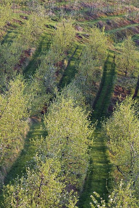 Hillside Farms, Moving Clouds, Hydrangea Garden, Garden Solutions, Permaculture Design, Drive Through, Apple Orchard, White Barn, Natural Garden