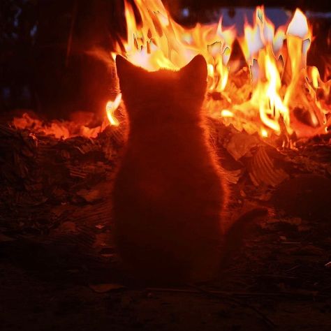 Chaotic Cat Pfp, Fire Fox Aesthetic, Fire Pfp Aesthetic, Fire Reaction Pic, Random Images Aesthetic, Soft Orange Aesthetic Vintage, Orange Fire Aesthetic, Cute Orange Aesthetic, Arson Aesthetic