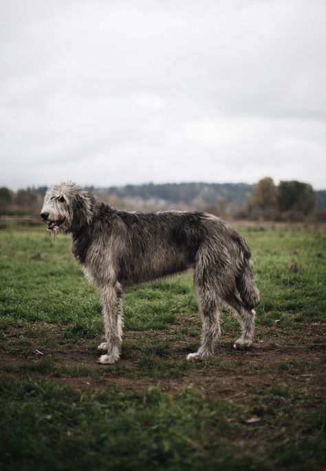 Wolfhound Dog, Scottish Deerhound, Irish Wolfhounds, Irish Wolfhound, Guard Dogs, Hound Dog, Canine Companions, Beautiful Dogs, Dog Breed