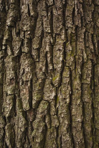 I could see this rough, bark texture being in my set design because when Tamino is in the forest, the trees in the set design to to look like actual trees with the black paint on them. Powerpoint Pictures, Tree Bark Texture, Cats Art Drawing, Wood Bark, Tree Textures, Tree Quilt, Tree Trunks, 3d Texture, Matte Painting