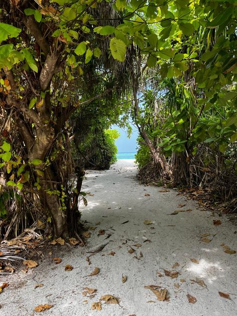 Feridhoo #sea #maldives #trees #aesthetic #beach #wallpaper The Maldives Aesthetic, Maldives Aesthetic Wallpaper, Island Life Aesthetic, Aesthetic Beach Wallpaper, Maldives Aesthetic, Trees Aesthetic, Maldives Beach, Ocean Shores, Dream Vacations Destinations