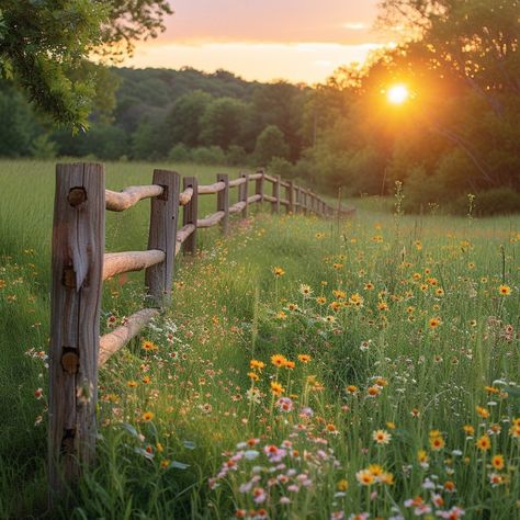 Free Sunset Flower Fields Image | Download at StockCake Field Of Wildflowers Photography, Field Of Wildflowers, Wildflowers Photography, Farm Field, Open Flower, Forest Mountain, Image Downloads, Original Characters, Wooden Fence