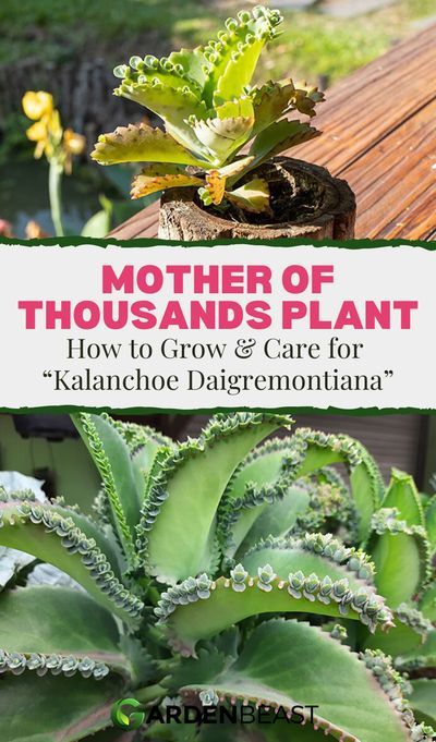 Mother In Law Plant, Mother Of Thousands Plant, Mother Of Thousands, Succulent Garden Indoor, Plant Care Instructions, Propagating Succulents, Inside Plants, Growing Succulents, Succulent Gardening