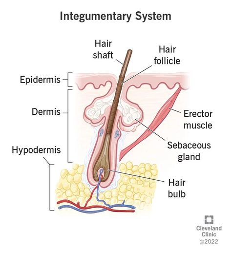 Cause Of Acne, Integumentary System, Mammary Gland, Muscular System, Body Joints, Human Body Systems, Acne Causes, Sweat Gland, Skin Nails