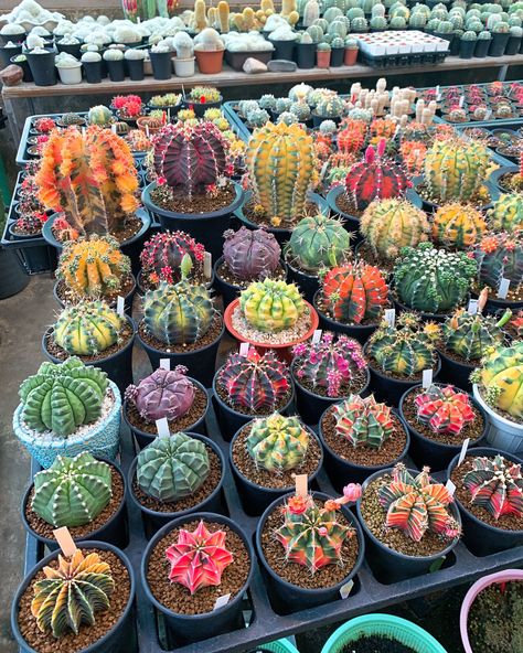 Kinds Of Cactus, Kaktus Dan Sukulen, Cactus House Plants, Indoor Cactus, Succulent Garden Design, Succulent Garden Diy, Plants Nature, Succulent Gardening, Succulents Indoor