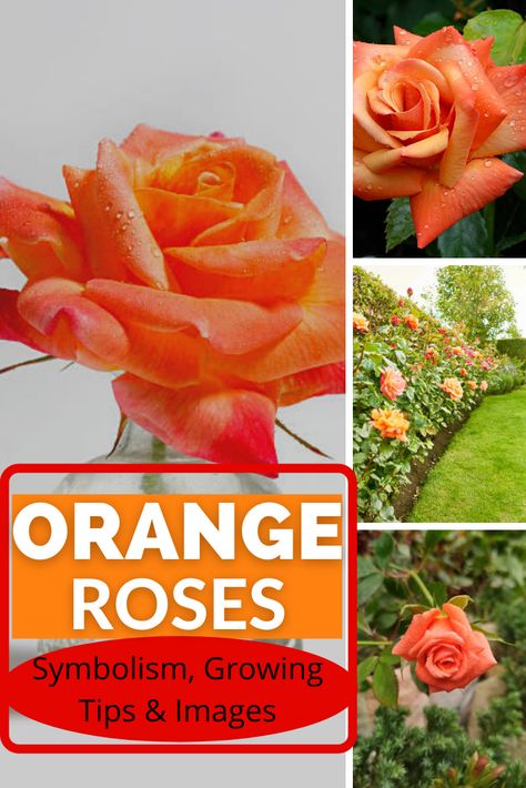 Rose Details, Growing Tips, Rosé Details, Orange Roses, Yellow Roses, Roses, Fragrance, Yard, Orange