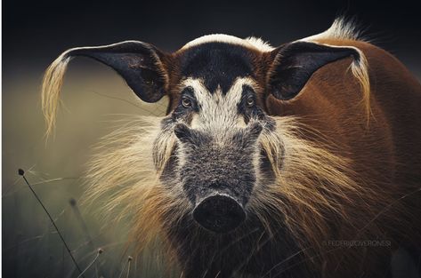 The red river hog (Potamochoerus porcus) or bushpig (a name also used for Potamochoerus larvatus), is a wild member of the pig family living in Africa, with most of its distribution in the Guinean and Congolian forests. It is rarely seen away from rainforests, and generally prefers areas near rivers or swamps. Photo 📸 @federico_veronesi Red River Hog, Wildlife Biologist, Pig Family, Red River, Family Living, A Name, Animal Kingdom, Drawing Inspiration, Mammals