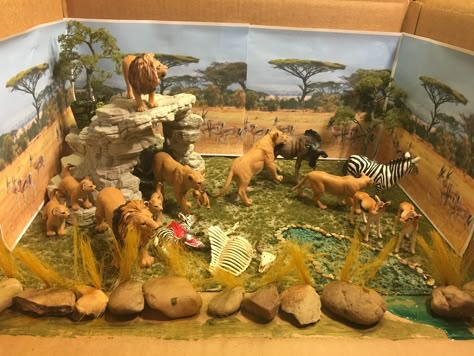 The final results of my son's lion habitat diorama project. Lion Habitat Project For Kids, Zoo Diorama Project, Lion Diaroma, Lion Diorama Habitat, Elephant Habitat Project, Grassland Habitat Diorama, Cheetah Diorama For Kids, Diorama Animal Habitat, Elephant Diorama Project