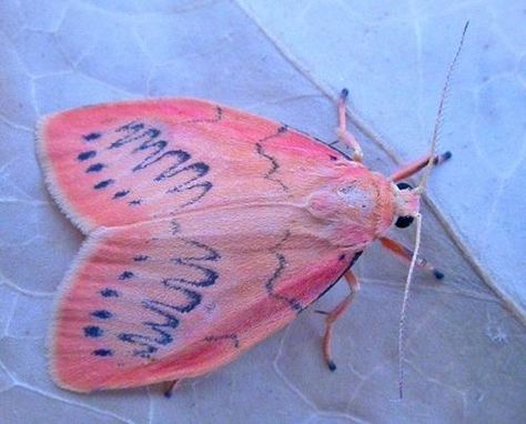 Astor Fiax Pink Moth, Cute Moth, Cool Insects, Cool Bugs, Moth Art, Beautiful Bugs, Creepy Crawlies, Arthropods, Arachnids