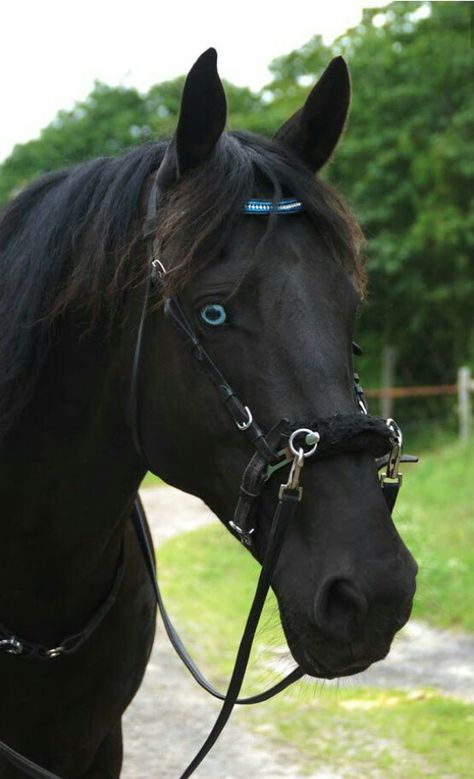 ♡ Such beautiful blue eye's! ♡ Horse With Blue Eyes, Black Horses, Friesian Horse, Most Beautiful Animals, Majestic Horse, I Love Horses, All The Pretty Horses, Horse Crazy, Black Horse