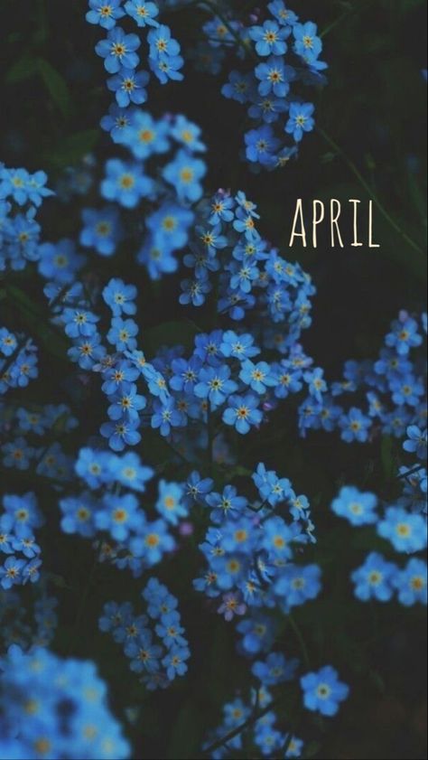 April Iphone Wallpaper Spring, April Background Aesthetic, April Phone Background, Aesthetic Wallpaper April, April Screensavers, April Lockscreen, April Background Wallpapers, Hello April Wallpaper, April Aesthetic Month