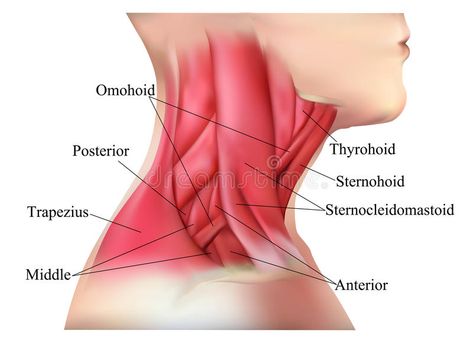 Anatomy Of The Neck, Neck Muscle Anatomy, Myofunctional Therapy, Brain Nervous System, Human Muscle Anatomy, Muscles Of The Neck, Neck Muscles, Facial Anatomy, Nursing Student Tips