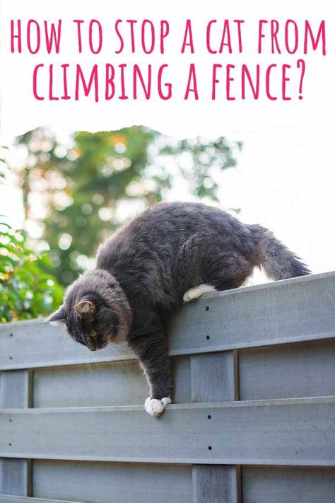 Cat Fencing Outdoor, Cat Fence Outdoor, Cat Deterrent Outdoor, Cat Repellant Outdoor, Cat Proof Fence, Cat Fencing, Cat Homes, Cat Deterrent, Cat Climbing Wall