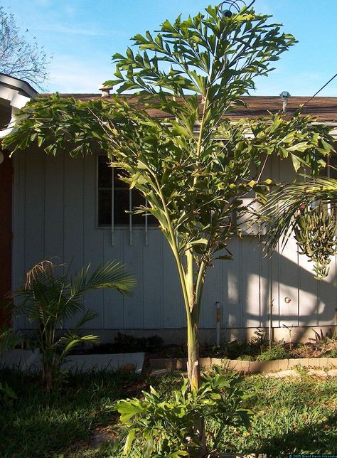 Caryota-mitis-2 Fishtail Palm Tree, Caryota Mitis, Tall Hedge, Airbnb Guest Rooms, Palm Tree Care, Exotic House Plants, Fishtail Palm, Indoor Trees, Landscape Garden