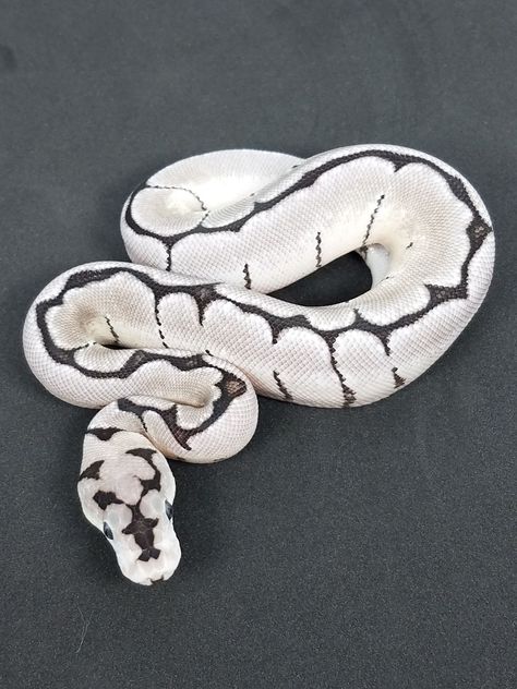 Ball Python Axanthic, Spider Ball Python, Clown Ball Python, Dream Snake, Rare Albino Animals, Danger Noodles, Pretty Snakes, Pet Spider, Ball Python Morphs