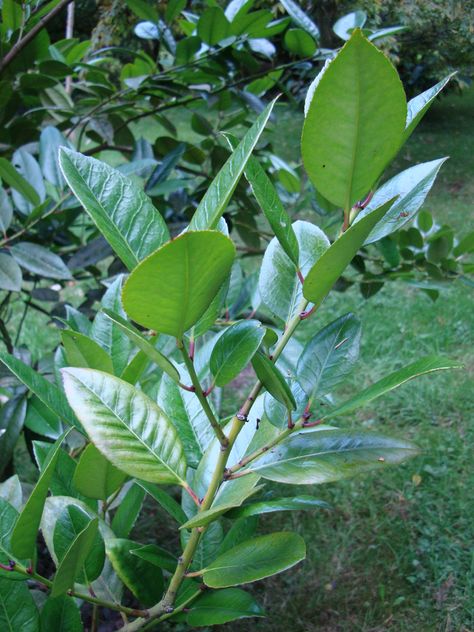 Ilex latifolia Ilex Latifolia, Maxillaria Tenuifolia, Farfugium Japonicum, Leucophyllum Frutescens, Artemisia Ludoviciana 'silver Queen', Ecology, Plant Leaves, Plants