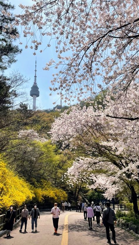 Korean Spring Aesthetic, Korean Nature, Spring Aesthetic Wallpaper, Korean City, Korean Vibes, Namsan Tower, Seoul Korea Travel, Korea Trip, Korea Wallpaper