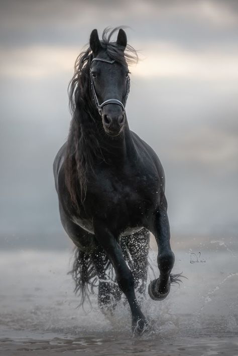 Beautiful Horses Photography, Stallion Horses, Beautiful Horse Pictures, Beautiful Arabian Horses, Horse Wallpaper, Black Horses, Most Beautiful Horses, Friesian Horse, Majestic Horse