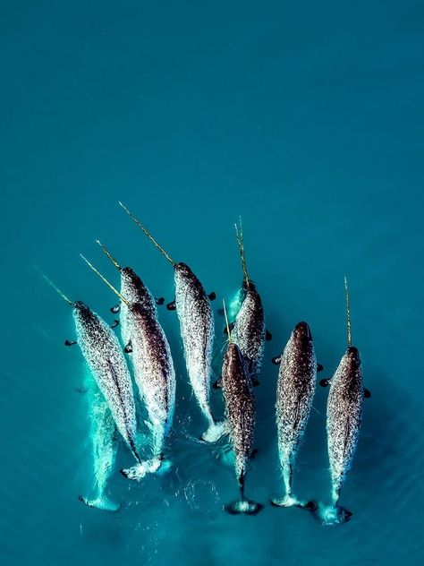 Narwhal Aesthetic, Extreme Landscapes, Narwhal Pictures, Narwhal Art, Beautiful Sea Creatures, Water Animals, Narwhal, Ocean Creatures, Reality Check