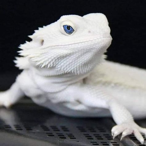 White Lizard, Bearded Dragon, A Black, Most Beautiful, White, Black