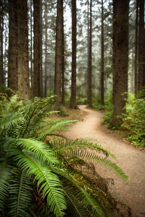 Things to do in Sue-meg State Park in Trinidad, CA | Via Sue Meg State Park, Trinidad California, Travel California, Redwood Tree, North Coast, Beautiful Mountains, California Travel, Big Sur, Scenery Wallpaper